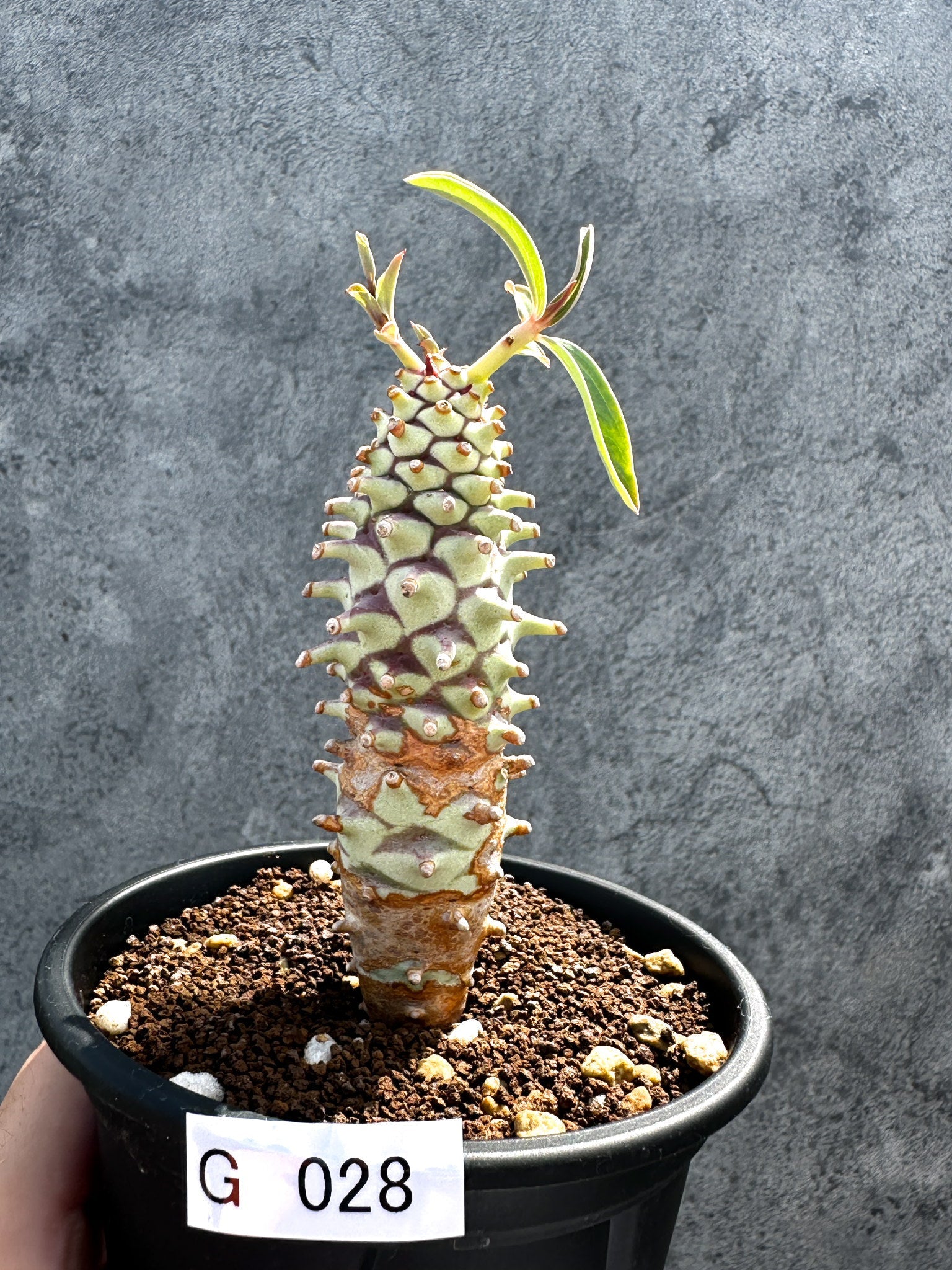 現品限りの一点物 – プラントブラザーズ