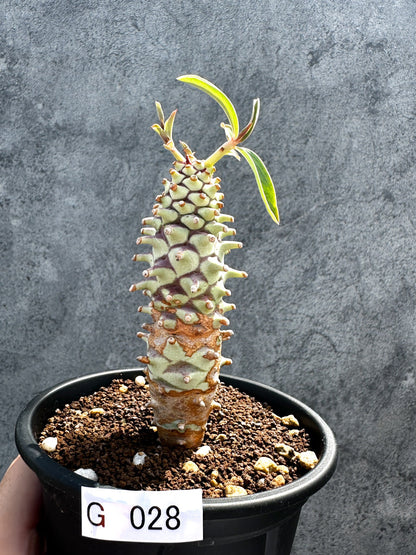 【現品限り】ユーフォルビア・ロンギツベルクローサ 実生【G28】 Euphorbia longituberculosa