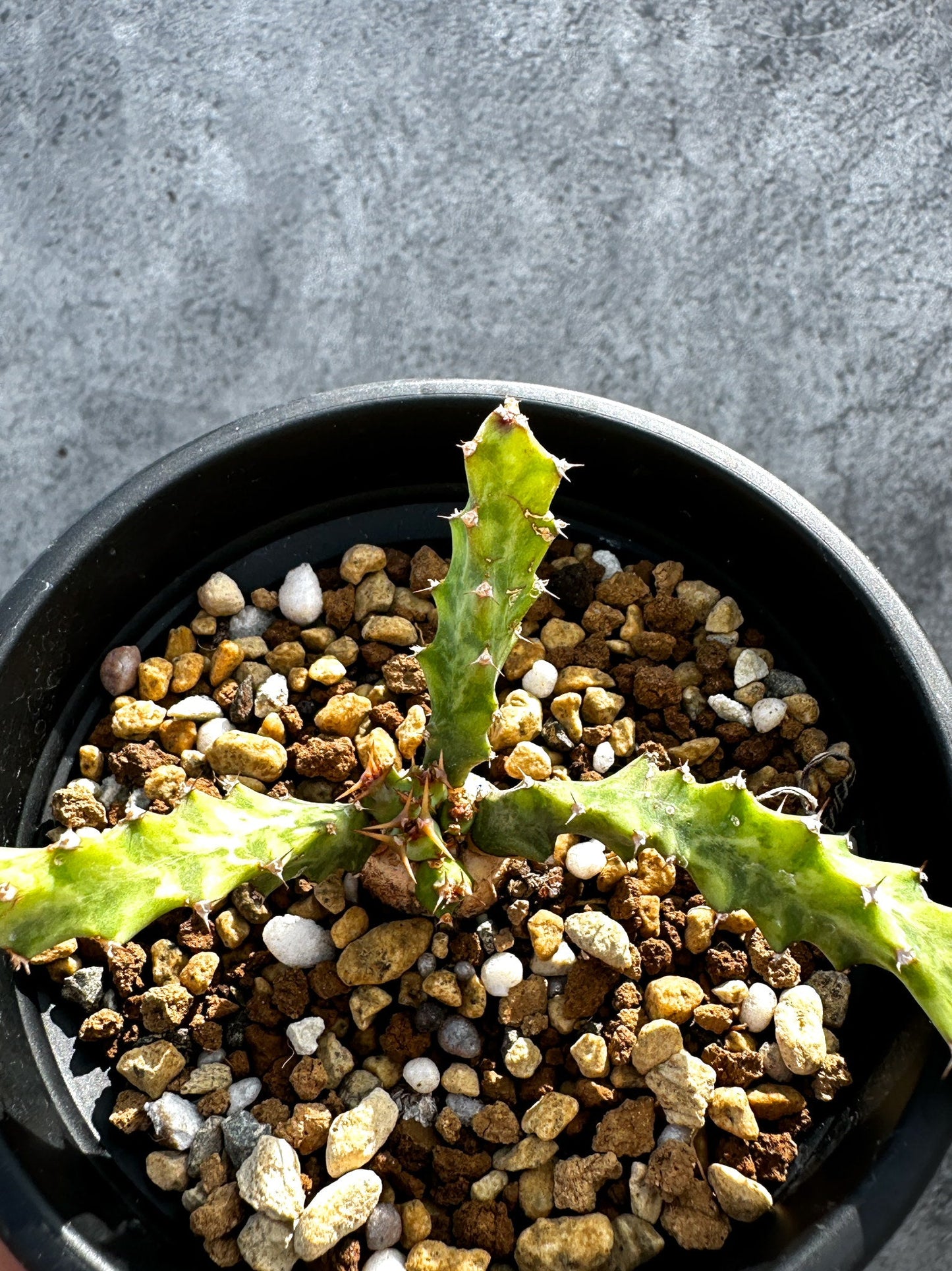 【現品限り】ユーフォルビア・クラビゲラ 実生【G29】 Euphorbia clavigera