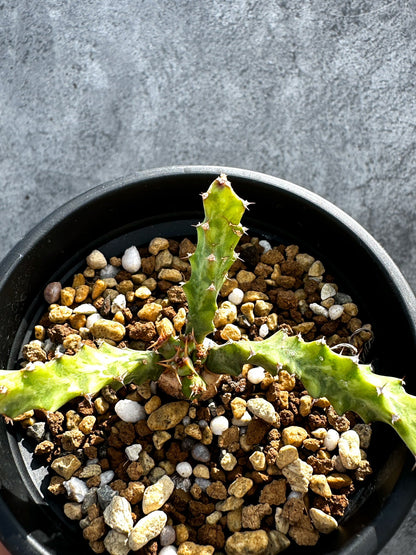 【現品限り】ユーフォルビア・クラビゲラ 実生【G29】 Euphorbia clavigera