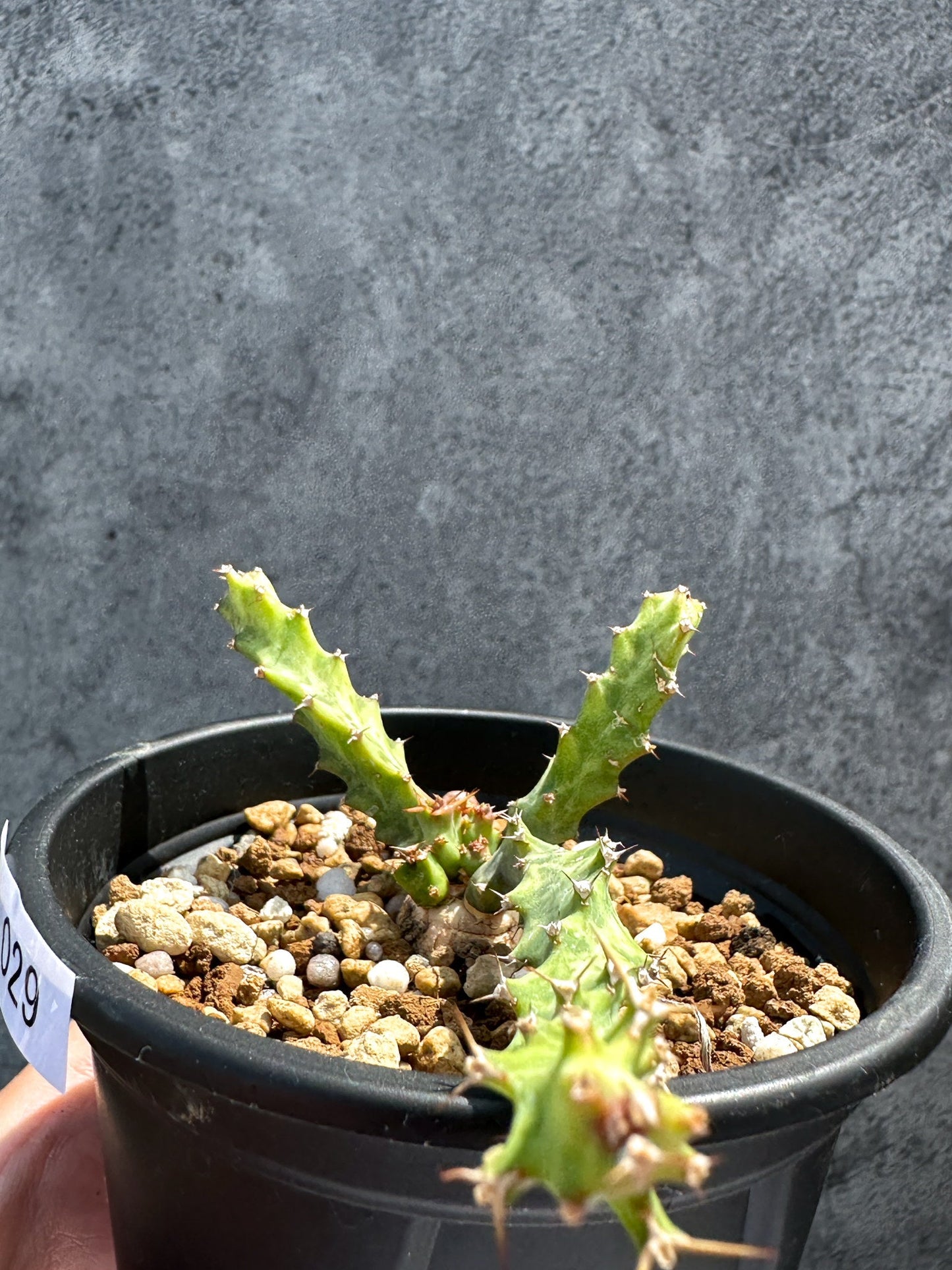 【現品限り】ユーフォルビア・クラビゲラ 実生【G29】 Euphorbia clavigera