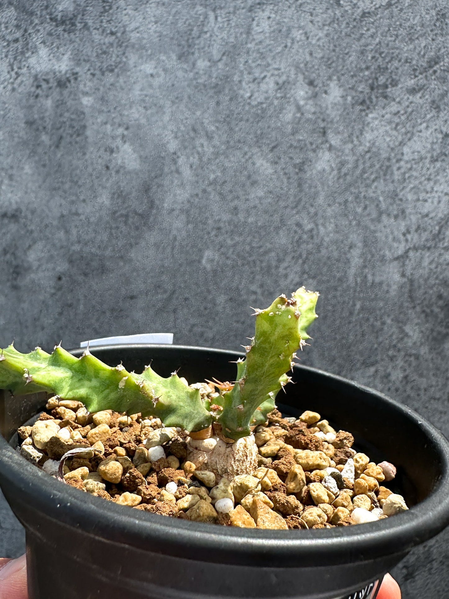 【現品限り】ユーフォルビア・クラビゲラ 実生【G29】 Euphorbia clavigera