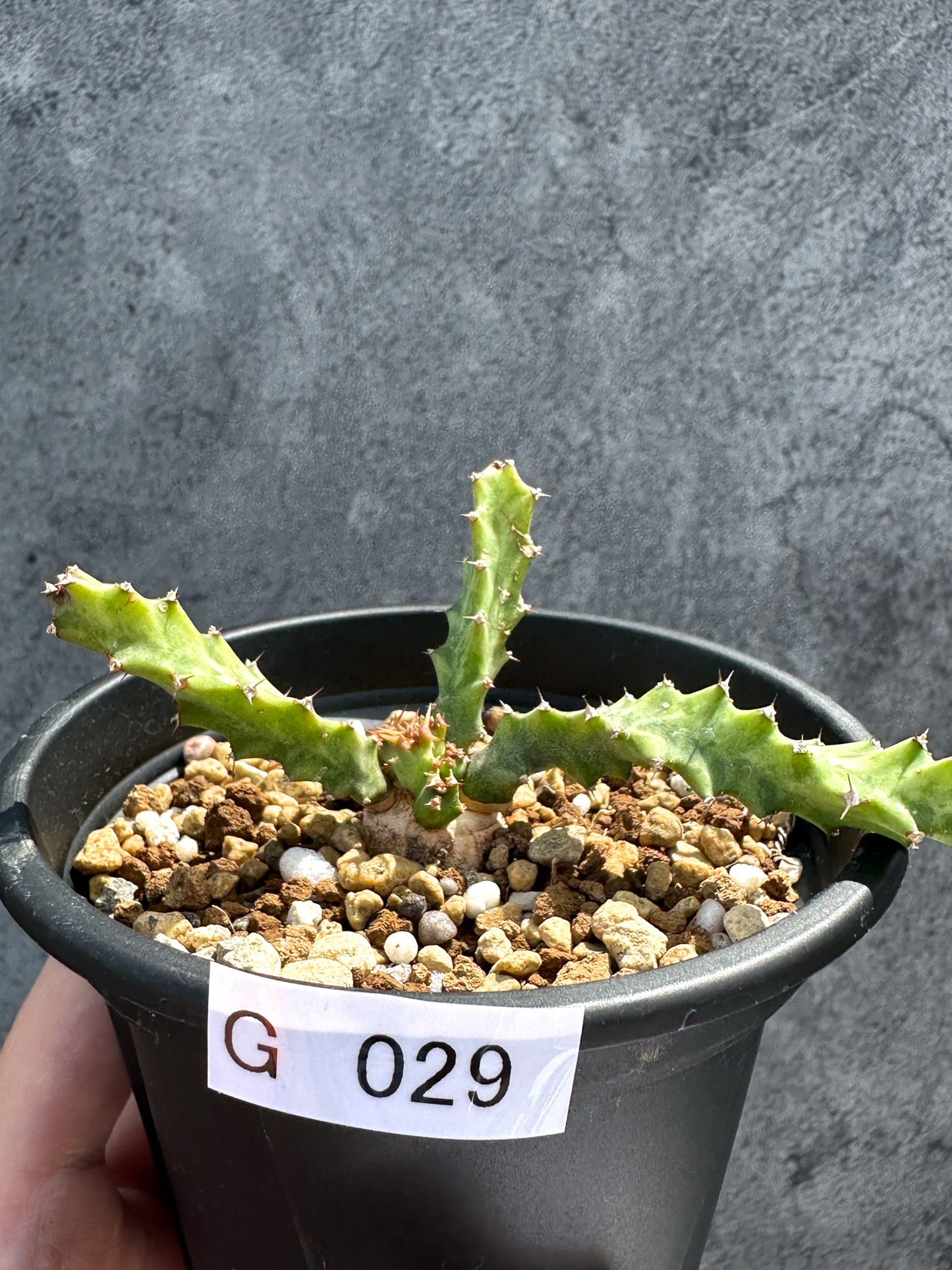 【現品限り】ユーフォルビア・クラビゲラ 実生【G29】 Euphorbia clavigera