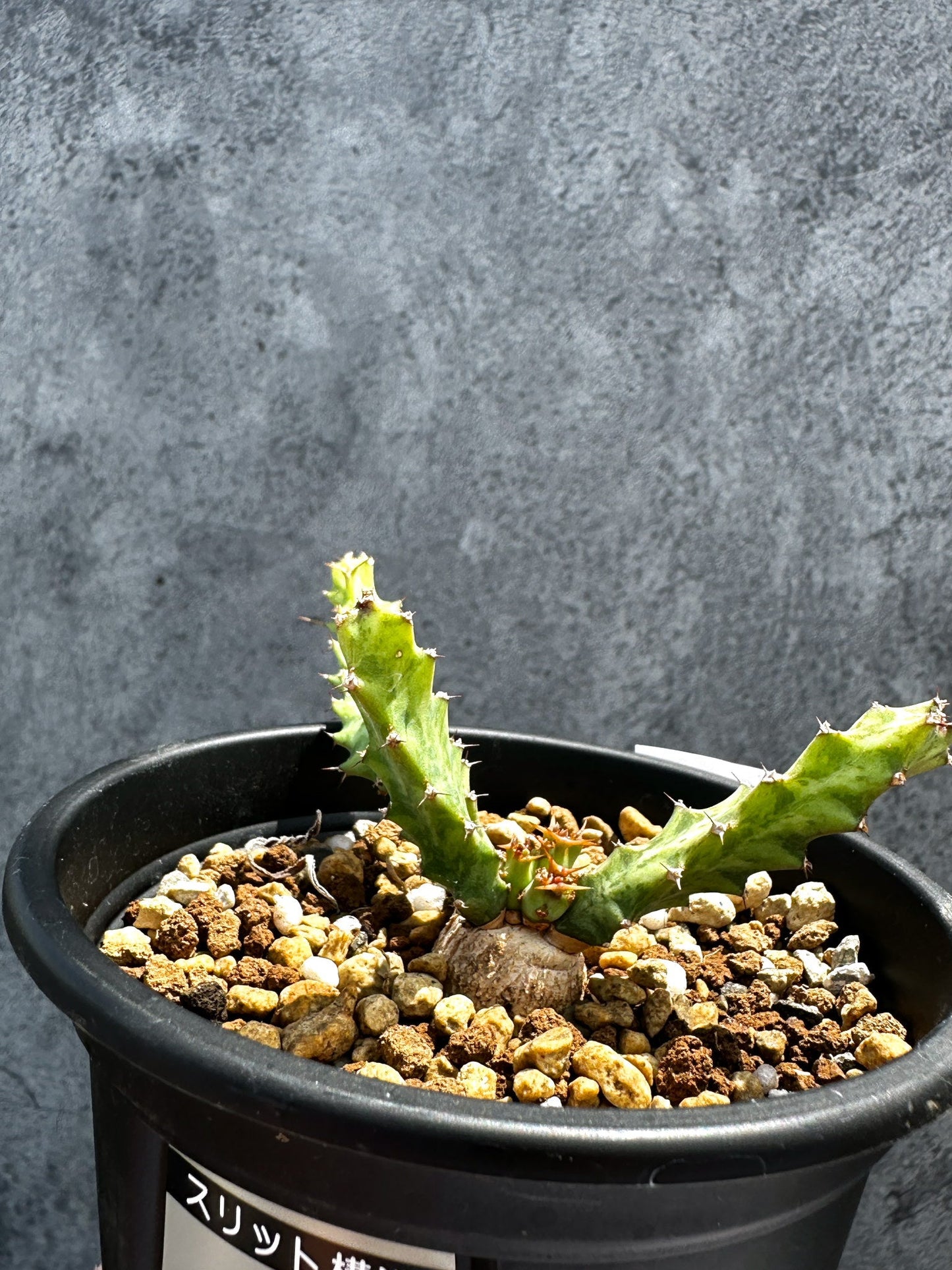 【現品限り】ユーフォルビア・クラビゲラ 実生【G29】 Euphorbia clavigera