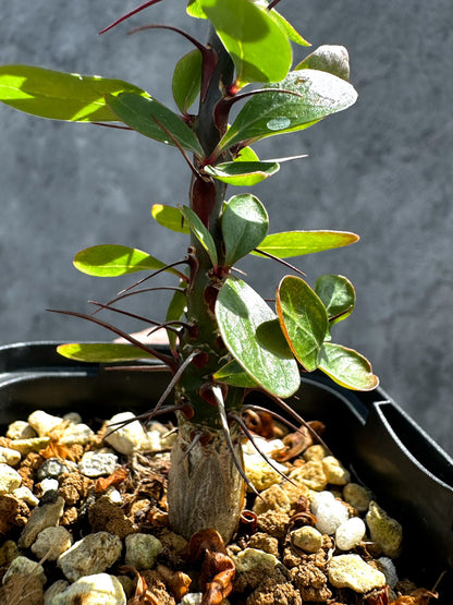【現品限り】フォークイエリア・ファシクラータ 実生【G30】 Fouquieria fasciculata