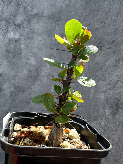 【現品限り】フォークイエリア・ファシクラータ 実生【G30】 Fouquieria fasciculata