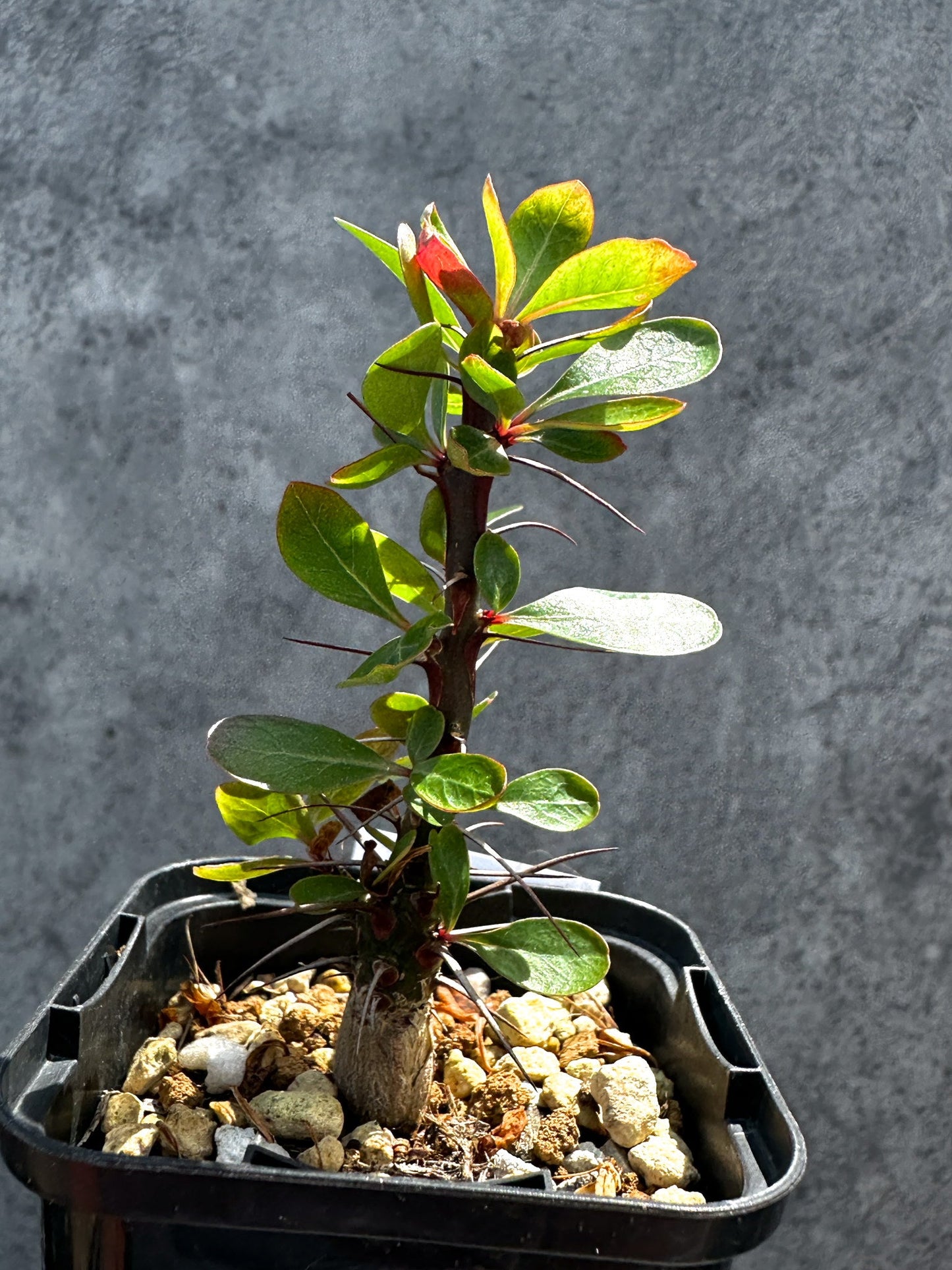 【現品限り】フォークイエリア・ファシクラータ 実生【G30】 Fouquieria fasciculata