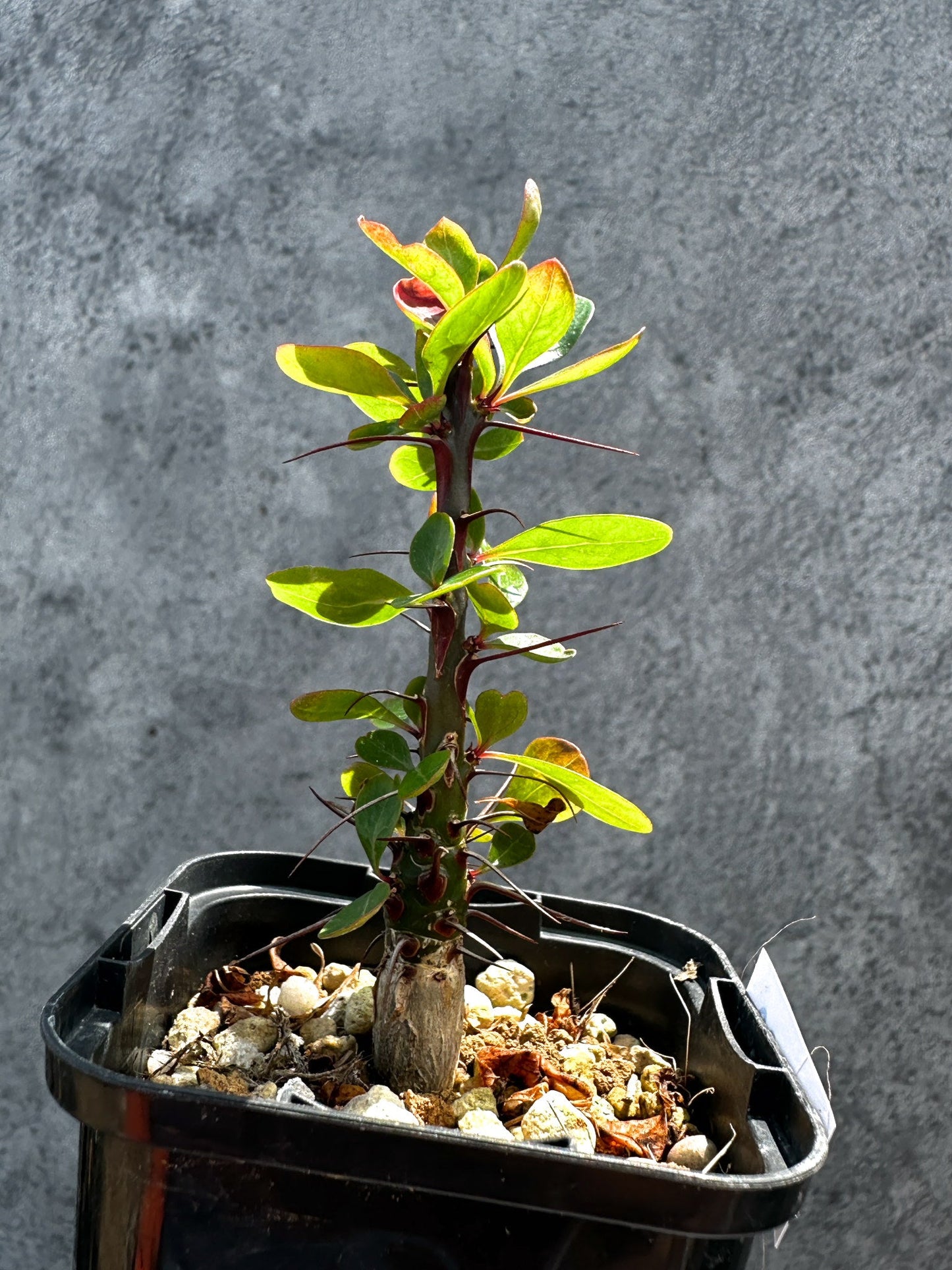 【現品限り】フォークイエリア・ファシクラータ 実生【G30】 Fouquieria fasciculata