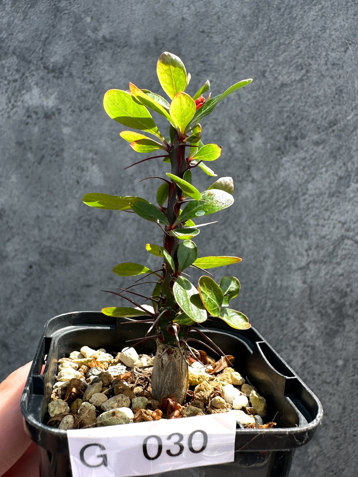 【現品限り】フォークイエリア・ファシクラータ 実生【G30】 Fouquieria fasciculata