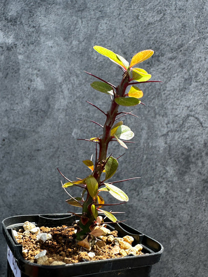 【現品限り】フォークイエリア・ファシクラータ 実生【G31】 Fouquieria fasciculata