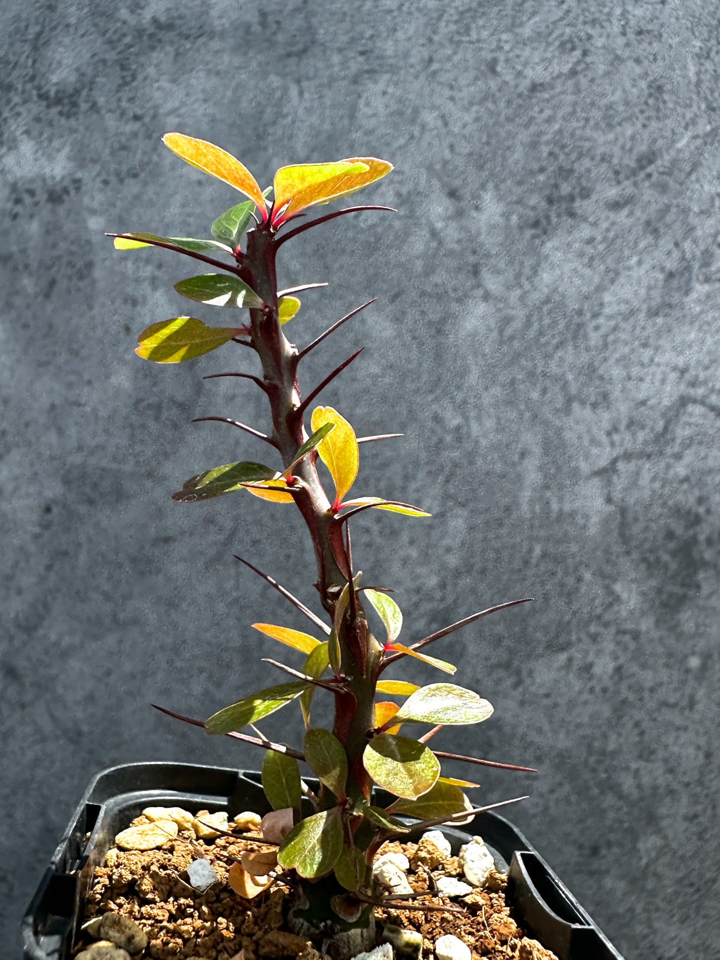 【現品限り】フォークイエリア・ファシクラータ 実生【G31】 Fouquieria fasciculata