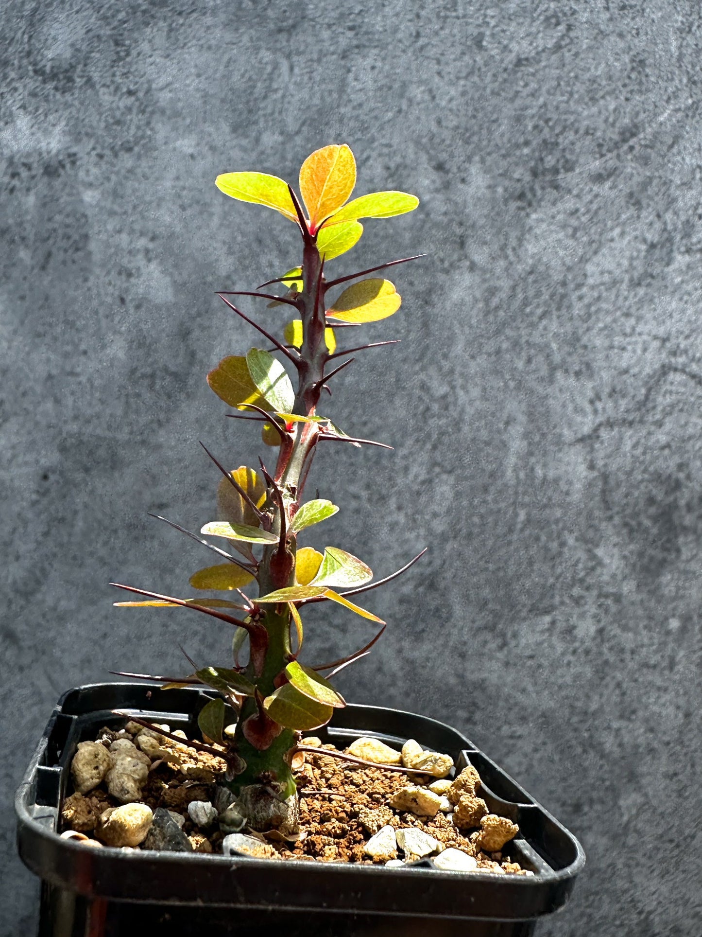【現品限り】フォークイエリア・ファシクラータ 実生【G31】 Fouquieria fasciculata