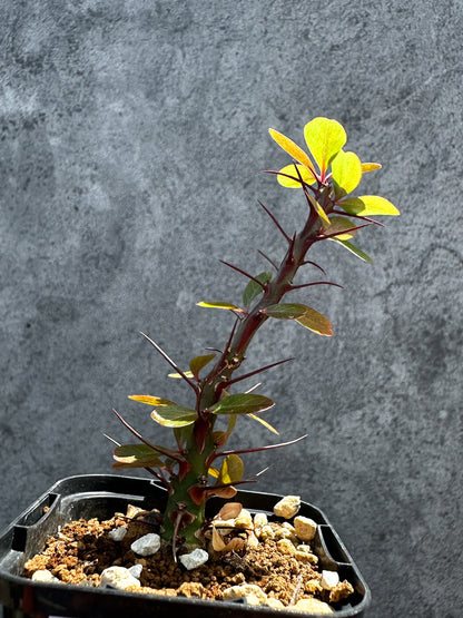 【現品限り】フォークイエリア・ファシクラータ 実生【G31】 Fouquieria fasciculata