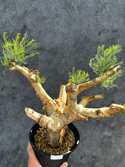 【現品限り】コミフォラ・クラウセリアーナ 現地株 発根済み【G32】 Commiphora kraeuseliana