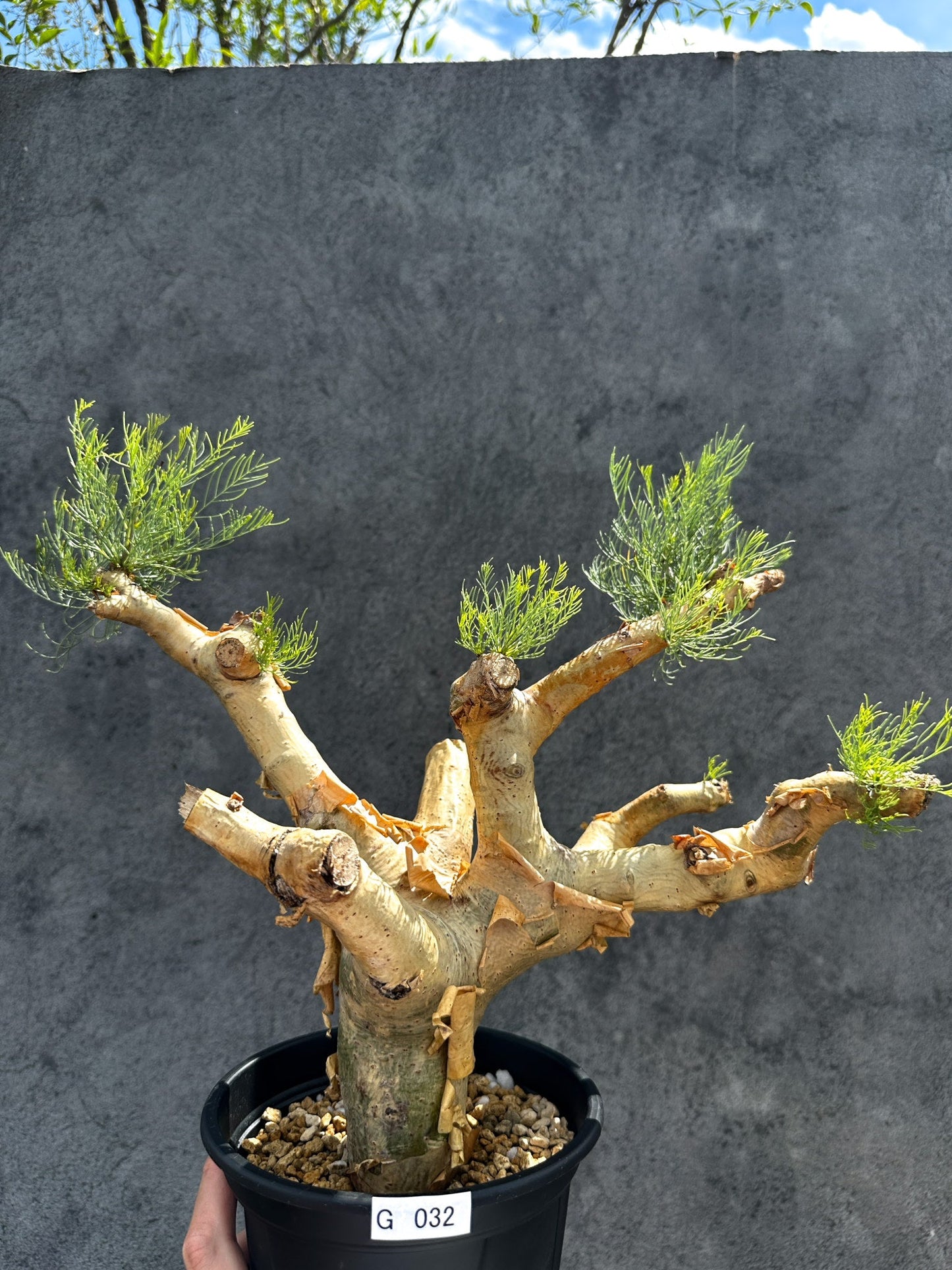 【現品限り】コミフォラ・クラウセリアーナ 現地株 発根済み【G32】 Commiphora kraeuseliana