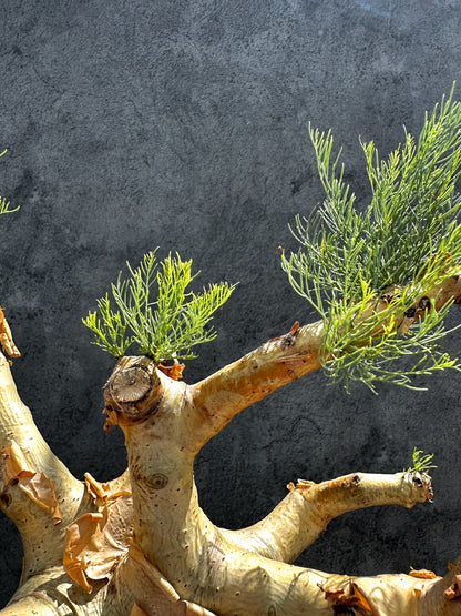 【現品限り】コミフォラ・クラウセリアーナ 現地株 発根済み【G32】 Commiphora kraeuseliana