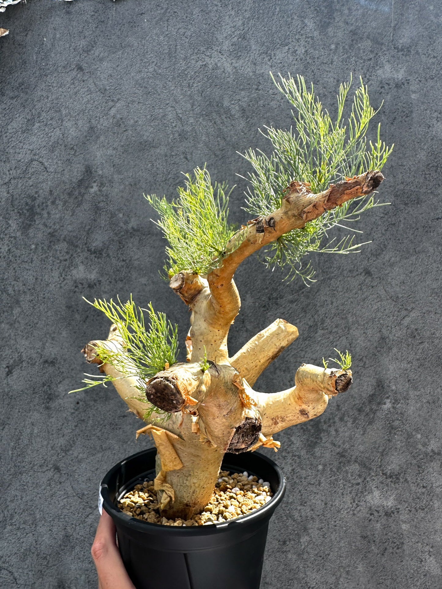 【現品限り】コミフォラ・クラウセリアーナ 現地株 発根済み【G32】 Commiphora kraeuseliana