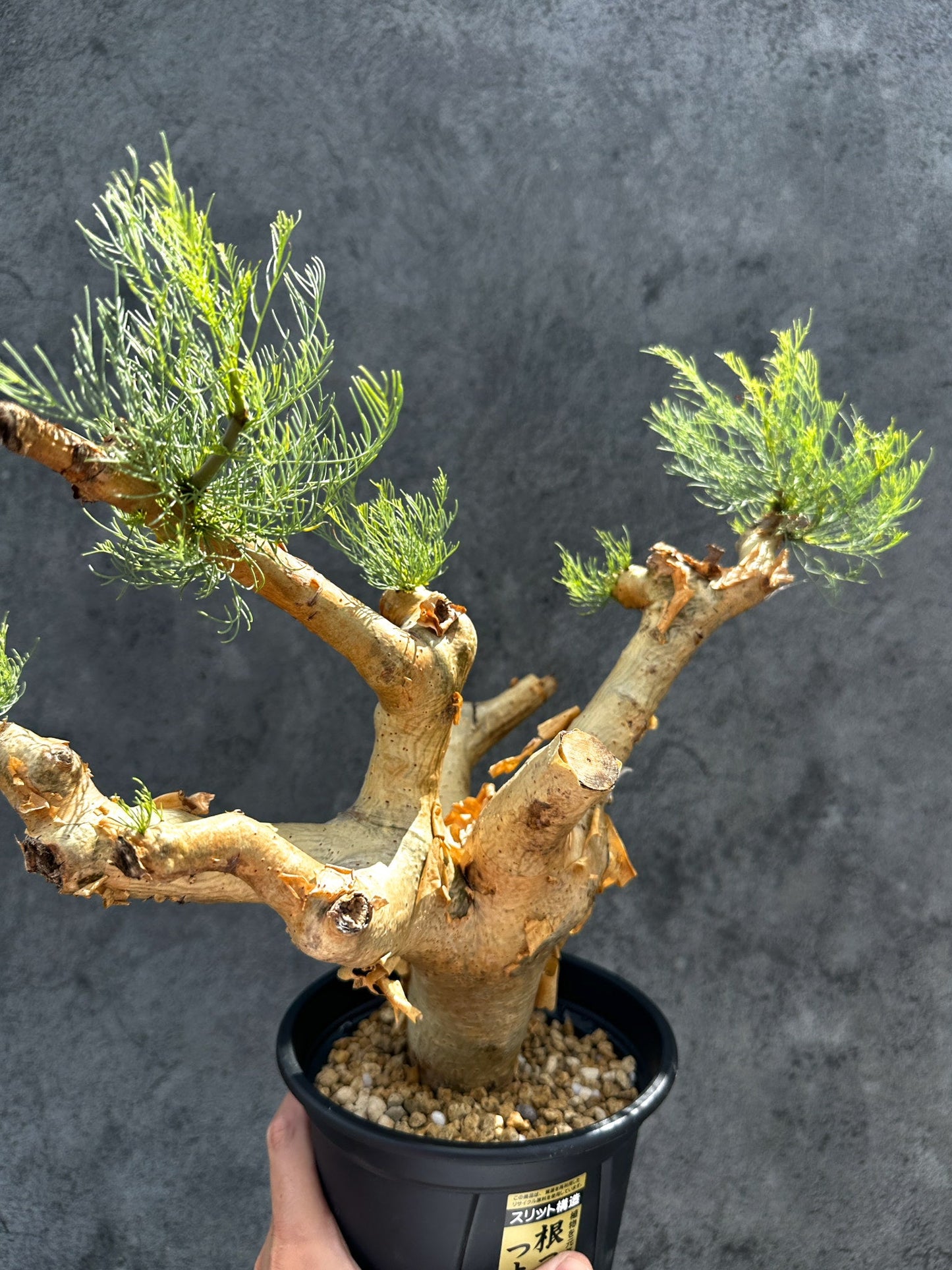 【現品限り】コミフォラ・クラウセリアーナ 現地株 発根済み【G32】 Commiphora kraeuseliana