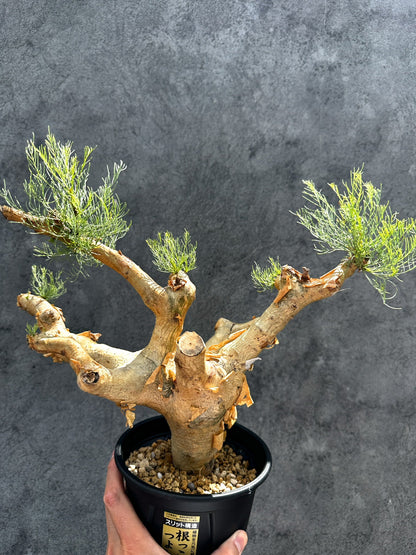 【現品限り】コミフォラ・クラウセリアーナ 現地株 発根済み【G32】 Commiphora kraeuseliana