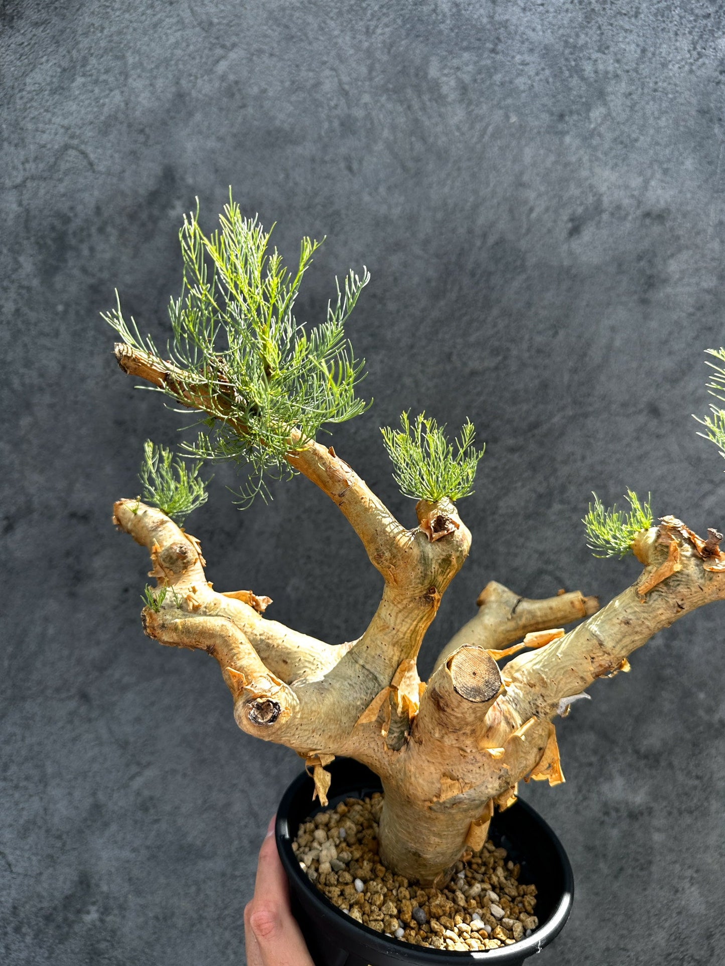 【現品限り】コミフォラ・クラウセリアーナ 現地株 発根済み【G32】 Commiphora kraeuseliana