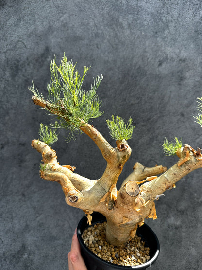 【現品限り】コミフォラ・クラウセリアーナ 現地株 発根済み【G32】 Commiphora kraeuseliana