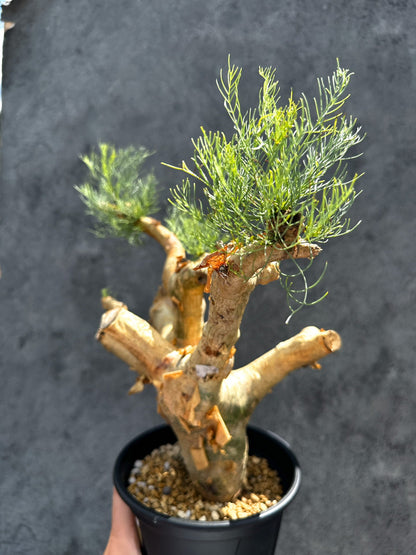 【現品限り】コミフォラ・クラウセリアーナ 現地株 発根済み【G32】 Commiphora kraeuseliana