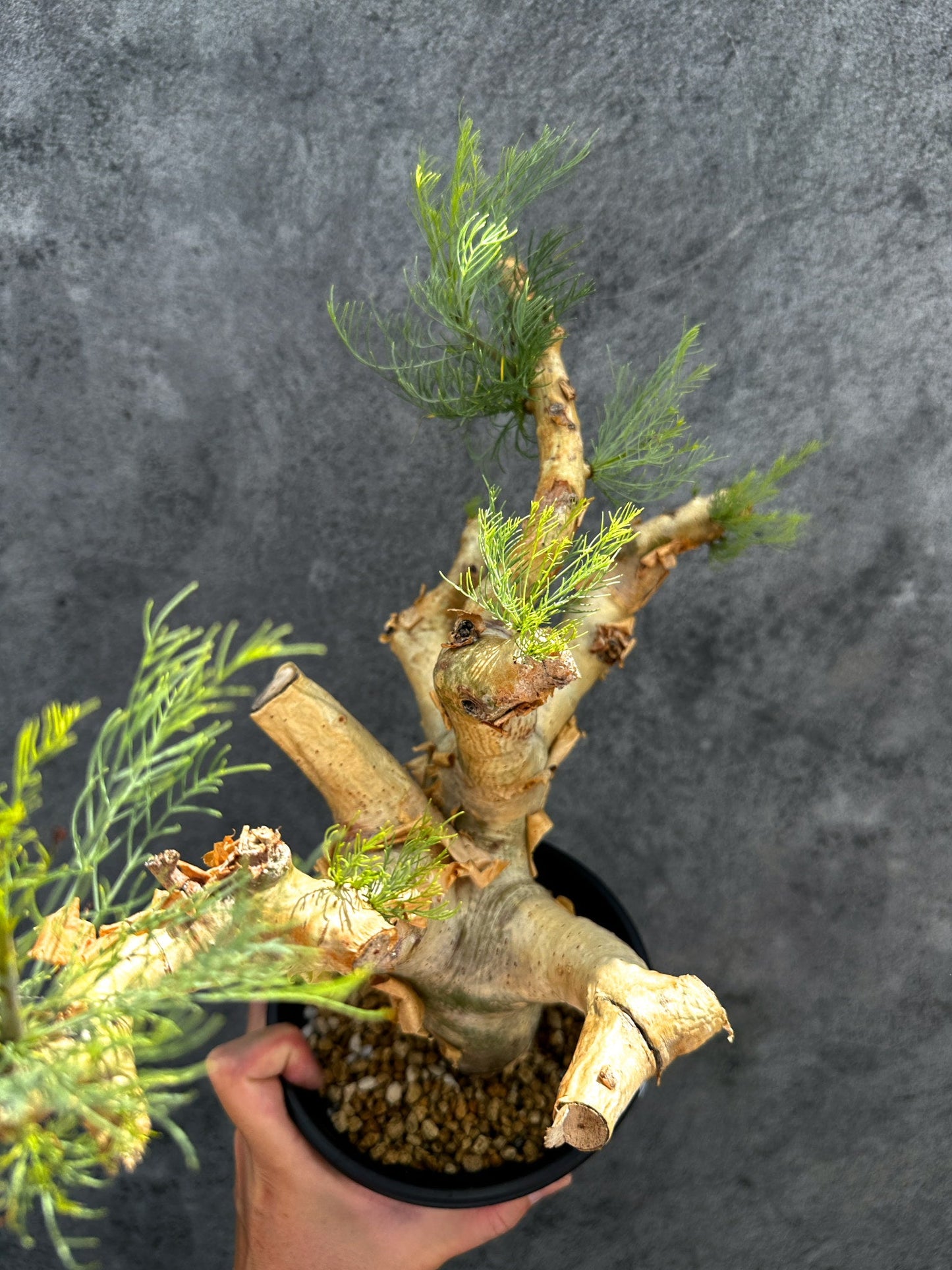 【現品限り】コミフォラ・クラウセリアーナ 現地株 発根済み【G32】 Commiphora kraeuseliana