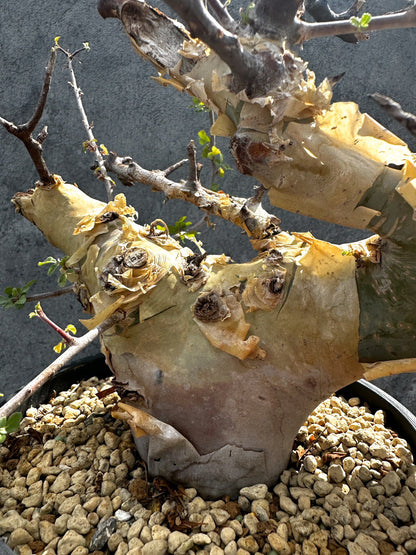 【現品限り】コミフォラ・カタフ ターカネンシス 現地株 発根済み 極太【G33】 Commiphora kataf turkanensis