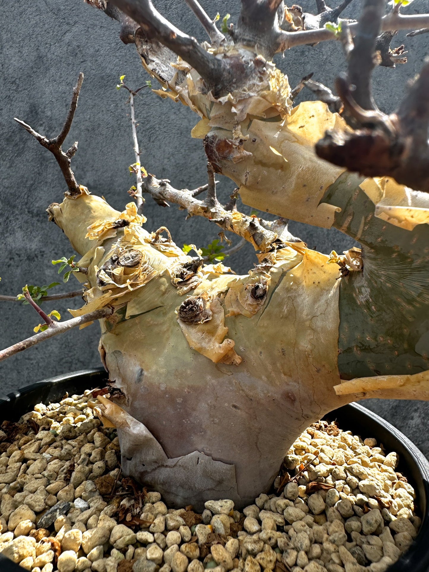 【現品限り】コミフォラ・カタフ ターカネンシス 現地株 発根済み 極太【G33】 Commiphora kataf turkanensis