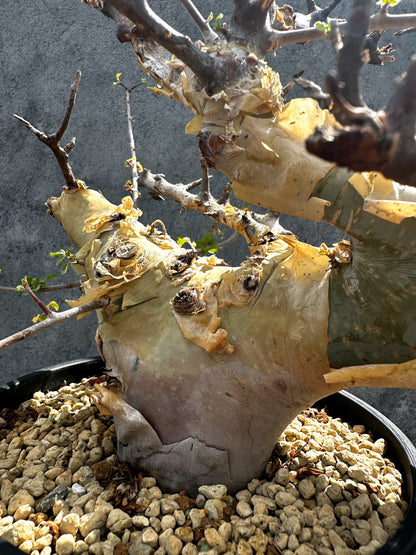 【現品限り】コミフォラ・カタフ ターカネンシス 現地株 発根済み 極太【G33】 Commiphora kataf turkanensis
