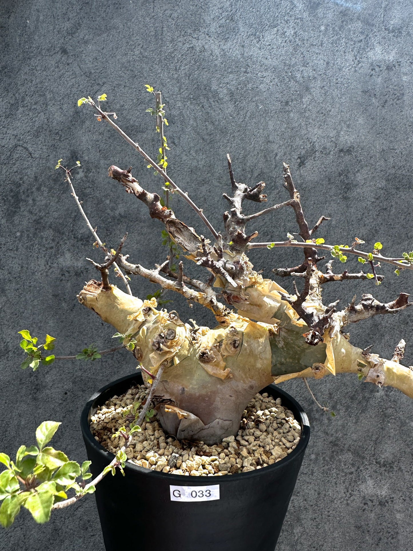 【現品限り】コミフォラ・カタフ ターカネンシス 現地株 発根済み 極太【G33】 Commiphora kataf turkanensis