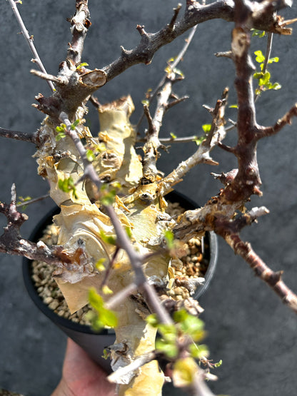【現品限り】コミフォラ・カタフ ターカネンシス 現地株 発根済み 極太【G33】 Commiphora kataf turkanensis