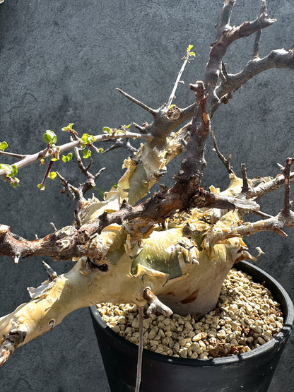 【現品限り】コミフォラ・カタフ ターカネンシス 現地株 発根済み 極太【G33】 Commiphora kataf turkanensis