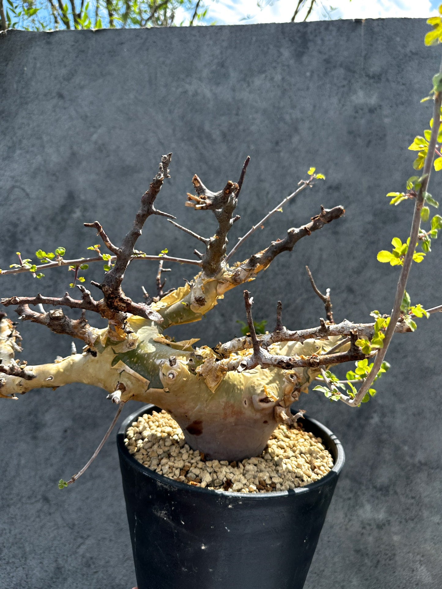 【現品限り】コミフォラ・カタフ ターカネンシス 現地株 発根済み 極太【G33】 Commiphora kataf turkanensis