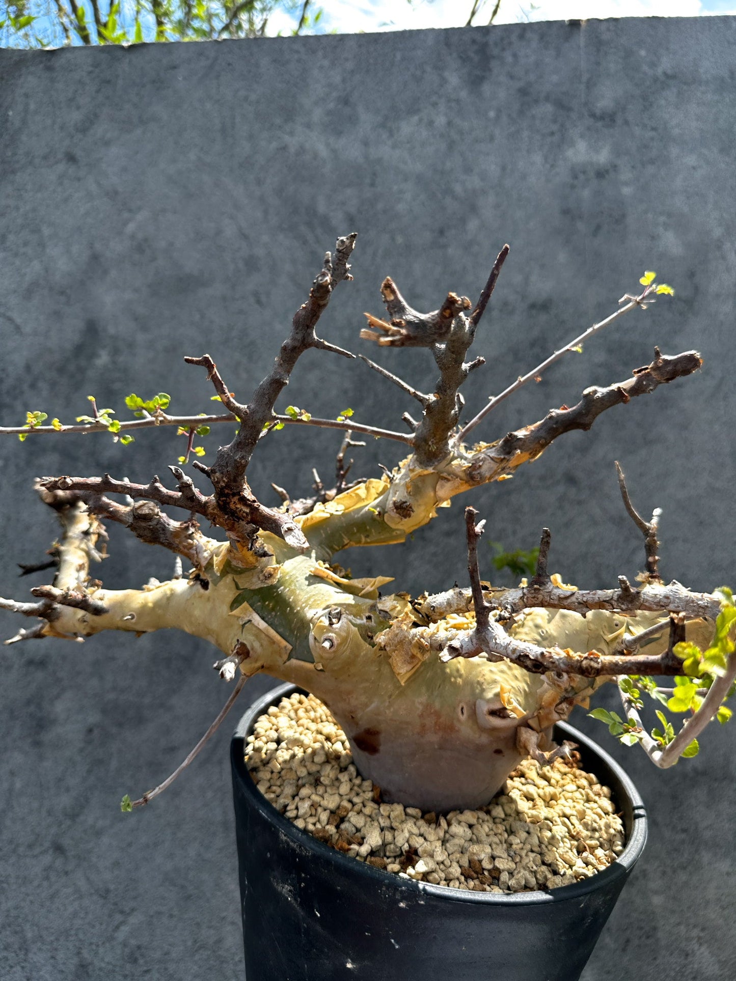 【現品限り】コミフォラ・カタフ ターカネンシス 現地株 発根済み 極太【G33】 Commiphora kataf turkanensis