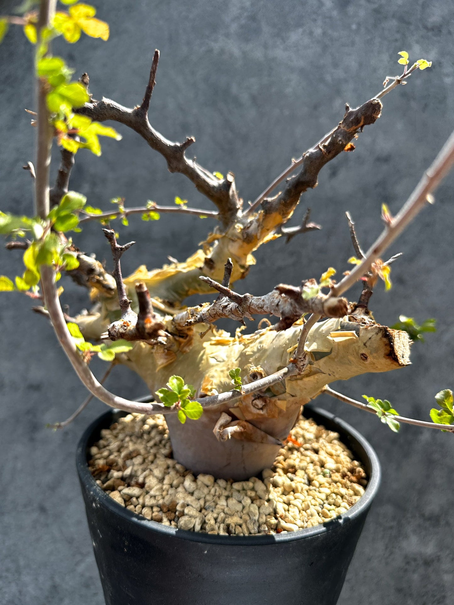 【現品限り】コミフォラ・カタフ ターカネンシス 現地株 発根済み 極太【G33】 Commiphora kataf turkanensis