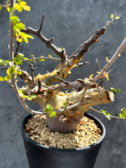 【現品限り】コミフォラ・カタフ ターカネンシス 現地株 発根済み 極太【G33】 Commiphora kataf turkanensis