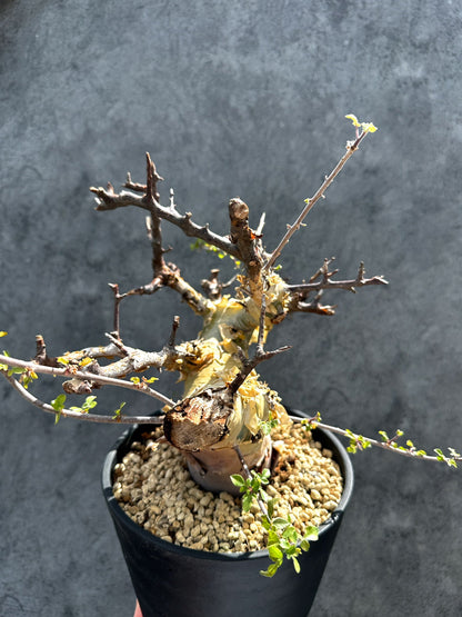 【現品限り】コミフォラ・カタフ ターカネンシス 現地株 発根済み 極太【G33】 Commiphora kataf turkanensis