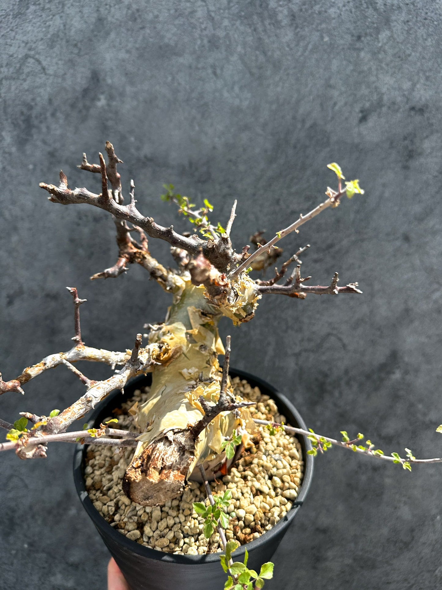 【現品限り】コミフォラ・カタフ ターカネンシス 現地株 発根済み 極太【G33】 Commiphora kataf turkanensis