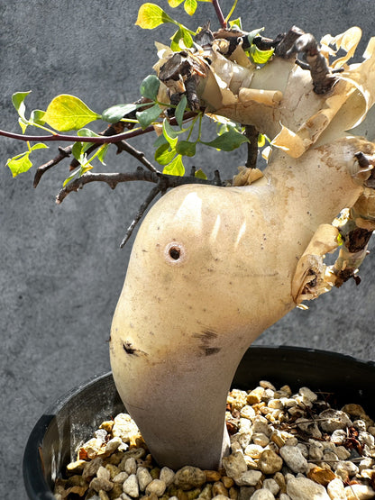 【現品限り】コミフォラ・カタフ ソマリア ピュア 現地株 発根済み 独特な形【G34】 Commiphora kataf Somalia