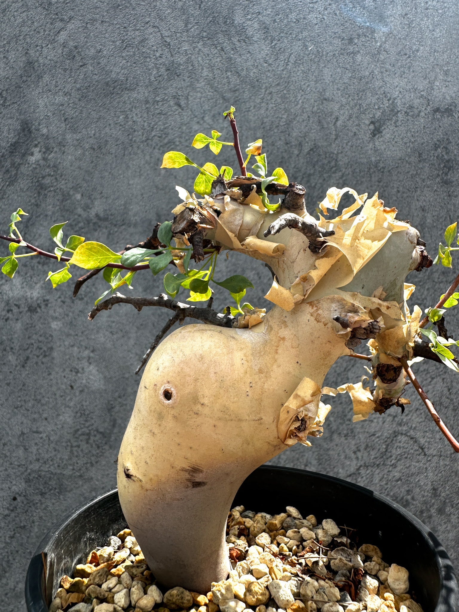 コミフォラ(Commiphora) – プラントブラザーズ