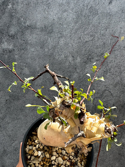 【現品限り】コミフォラ・カタフ ソマリア ピュア 現地株 発根済み 独特な形【G34】 Commiphora kataf Somalia