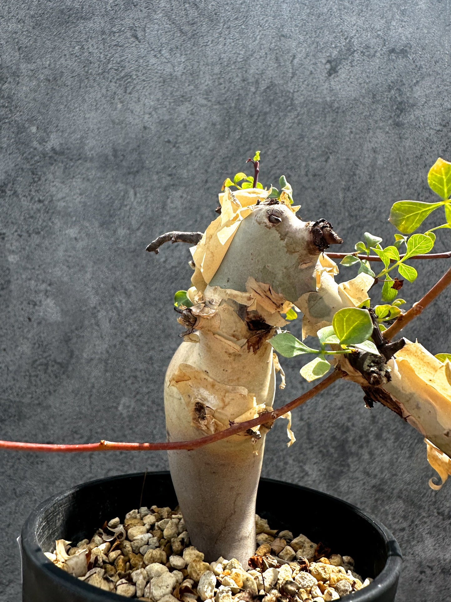 【現品限り】コミフォラ・カタフ ソマリア ピュア 現地株 発根済み 独特な形【G34】 Commiphora kataf Somalia