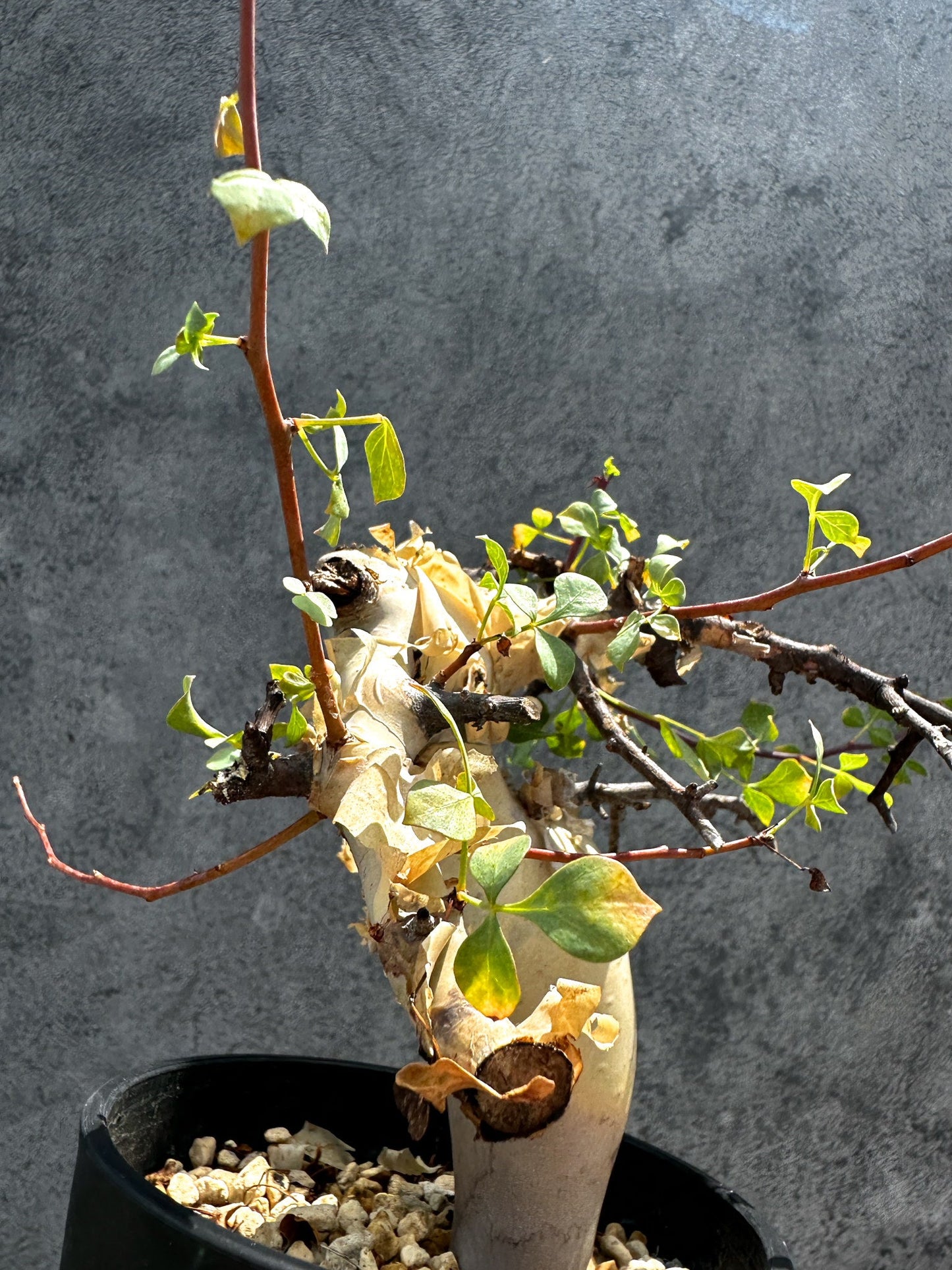 【現品限り】コミフォラ・カタフ ソマリア ピュア 現地株 発根済み 独特な形【G34】 Commiphora kataf Somalia