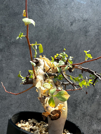 【現品限り】コミフォラ・カタフ ソマリア ピュア 現地株 発根済み 独特な形【G34】 Commiphora kataf Somalia