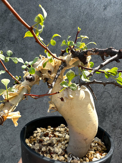 【現品限り】コミフォラ・カタフ ソマリア ピュア 現地株 発根済み 独特な形【G34】 Commiphora kataf Somalia