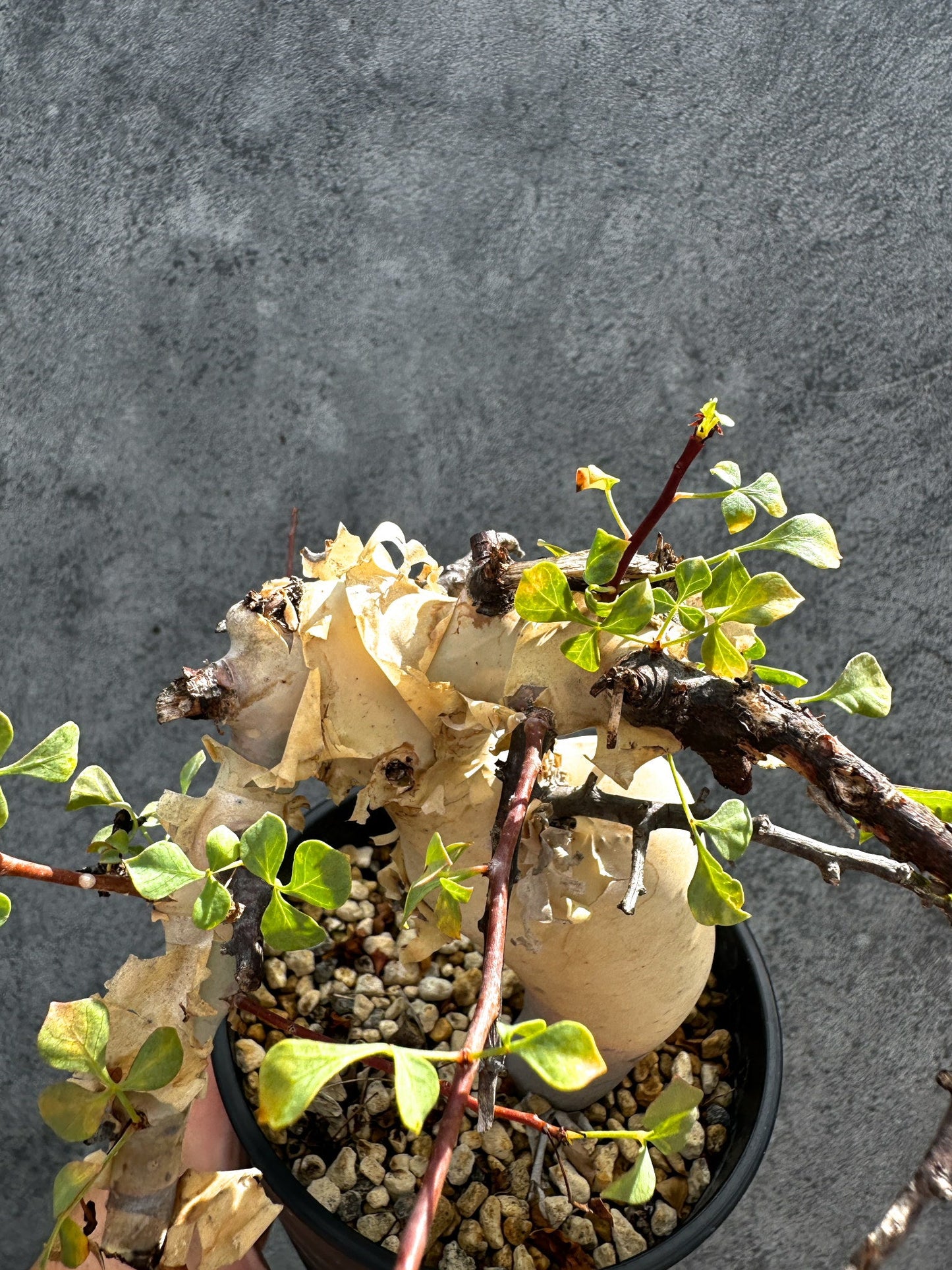 【現品限り】コミフォラ・カタフ ソマリア ピュア 現地株 発根済み 独特な形【G34】 Commiphora kataf Somalia
