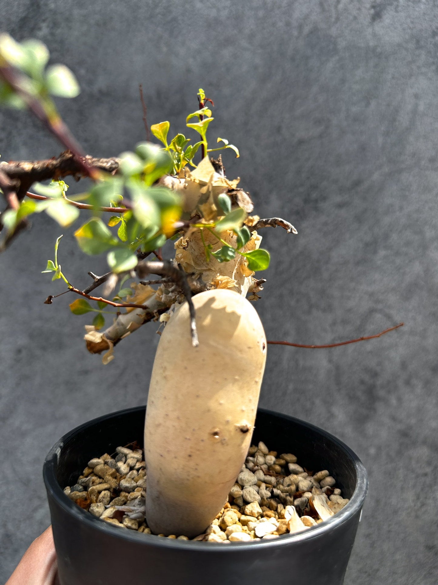 【現品限り】コミフォラ・カタフ ソマリア ピュア 現地株 発根済み 独特な形【G34】 Commiphora kataf Somalia