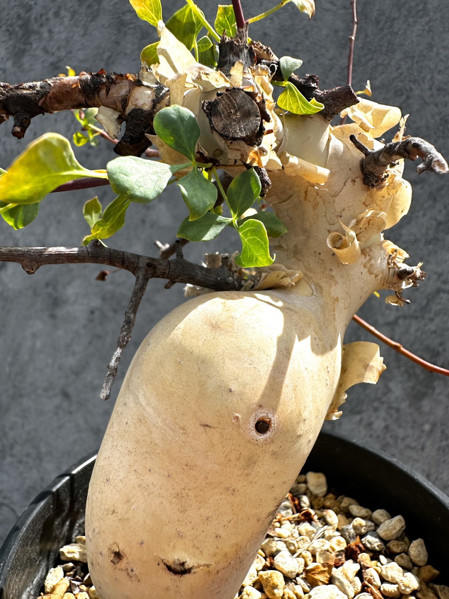 【現品限り】コミフォラ・カタフ ソマリア ピュア 現地株 発根済み 独特な形【G34】 Commiphora kataf Somalia