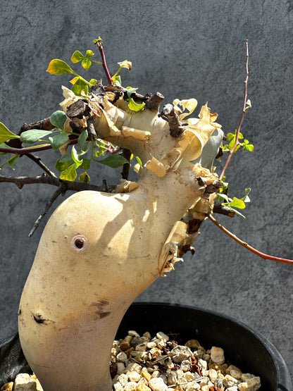 【現品限り】コミフォラ・カタフ ソマリア ピュア 現地株 発根済み 独特な形【G34】 Commiphora kataf Somalia